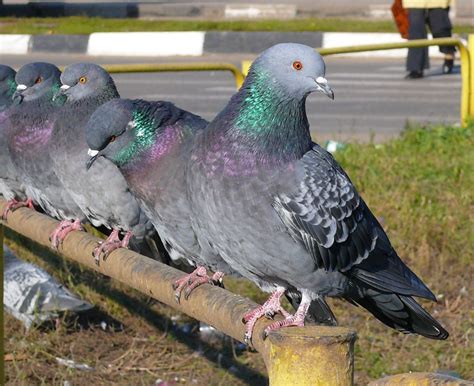 голуби как биоиндикаторы